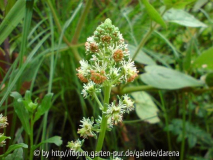 Reseda odorata - Duftresede