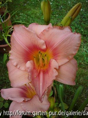 Hemerocallis ???