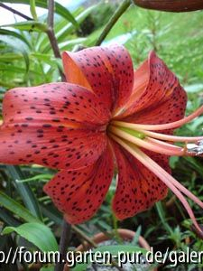 Lilium Edenfire