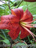Lilium Edenfire