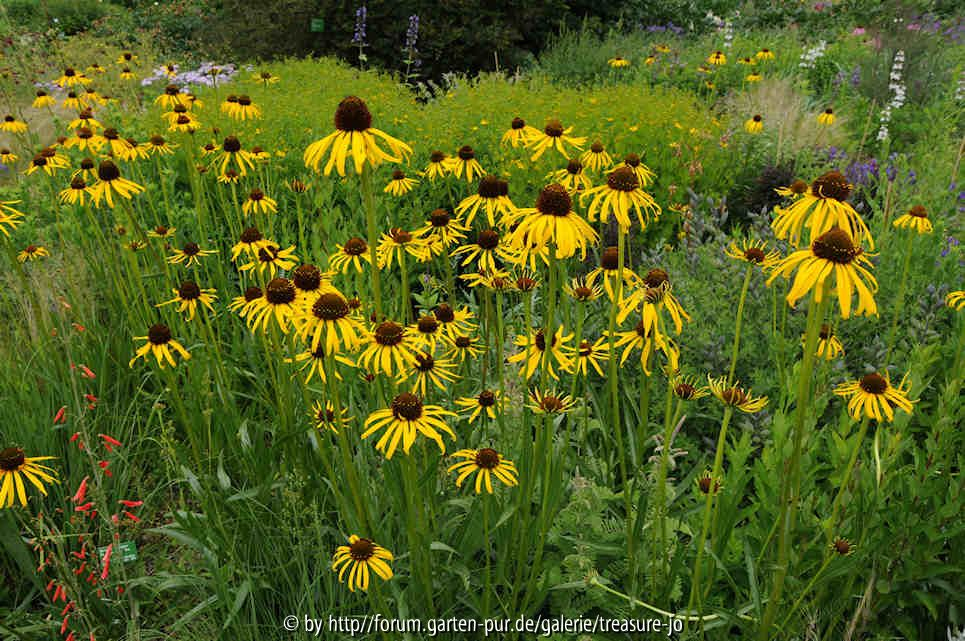 Hermannshof Echinacea paradoxa