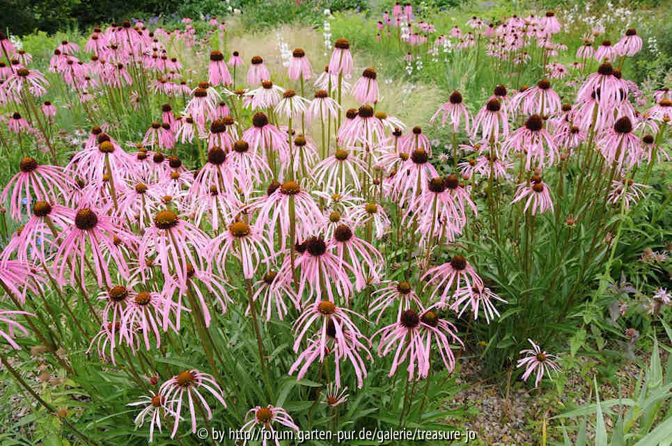 Hermannshof Echinacea simulata
