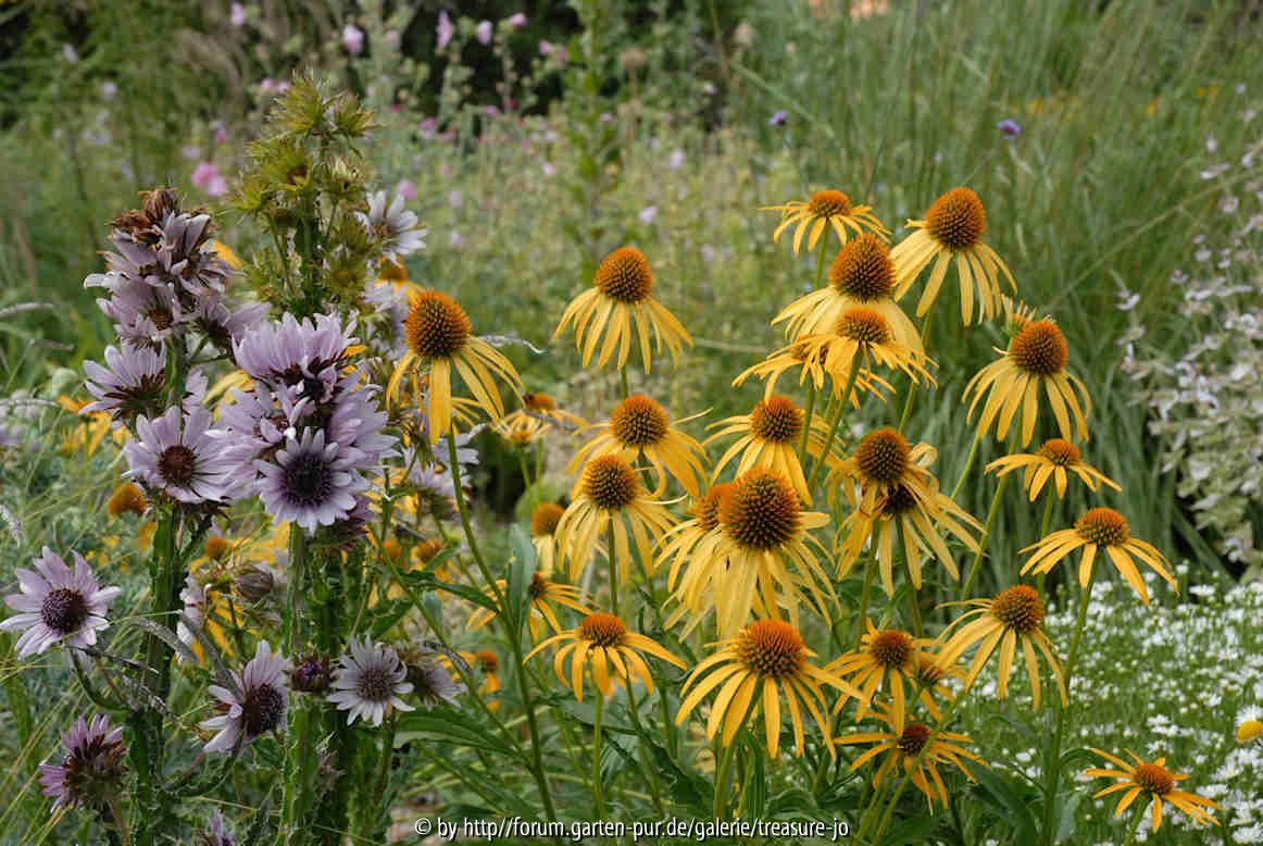 Echinacea Mango Meadowbrite