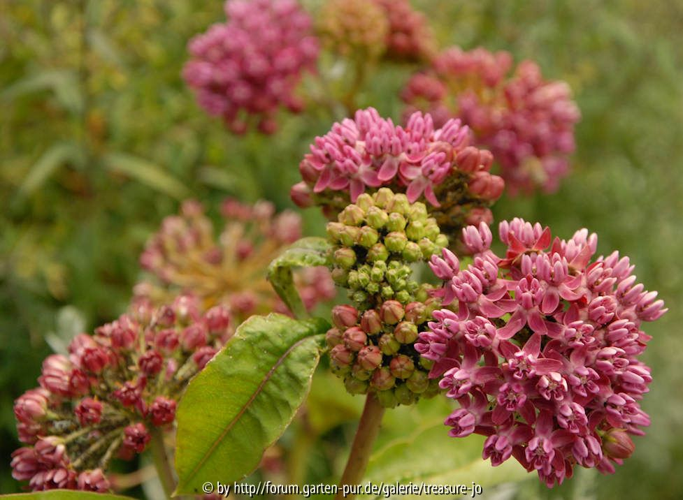 Asclepias incarnata
