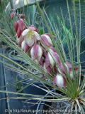yucca-angustissima