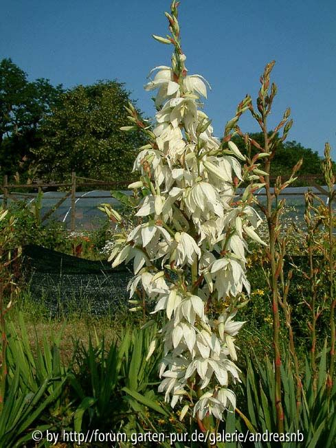 Yucca-Elegantissima