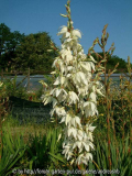 Yucca-Elegantissima