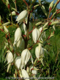 Yucca-Elegantissima-1