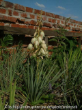 yucca-filamentosa-x-glauca