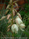 yucca-filamentosa-x-glauca-1