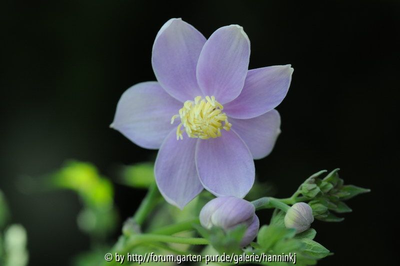 Thalictrum diffusiflorum 2010