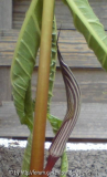 Arisaema 2010