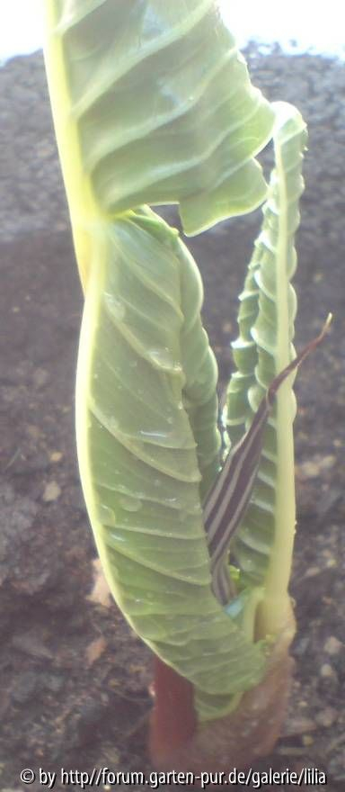 Arisaema 2010