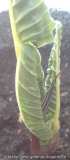 Arisaema 2010