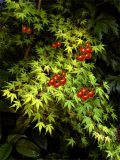 Acer paradeisum