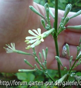 Silene tamaranae