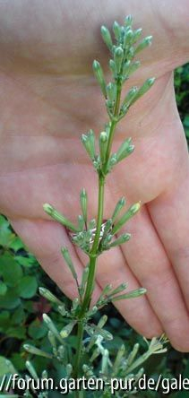Silene tamaranae Knospen