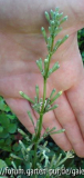 Silene tamaranae Knospen