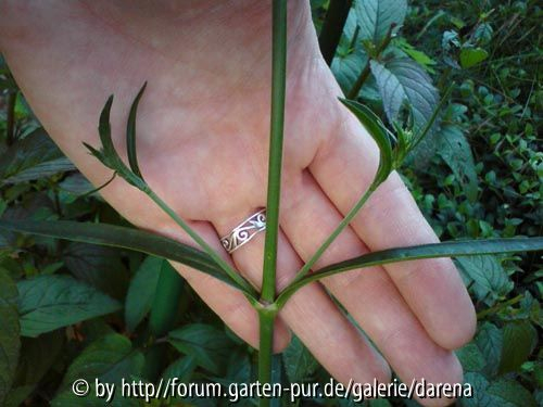 Silene tamaranae Blätter