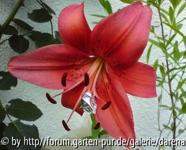 Lilium ?x??