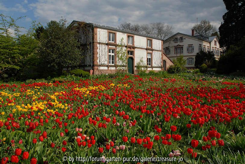 Hermannshof Tulpen 1