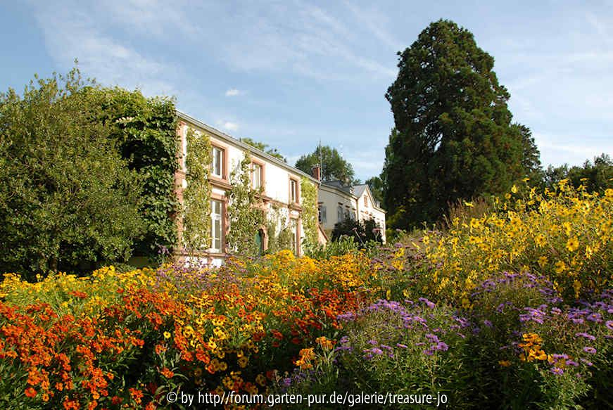 Hermannshof im August 1 Sommerblüher