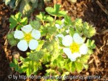 Potentilla andicola