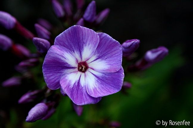 Phlox paniculata Franz Schubert