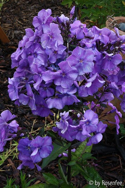 Phlox paniculata Blauer Morgen