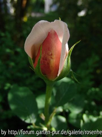 AlexandrineKnospe2010