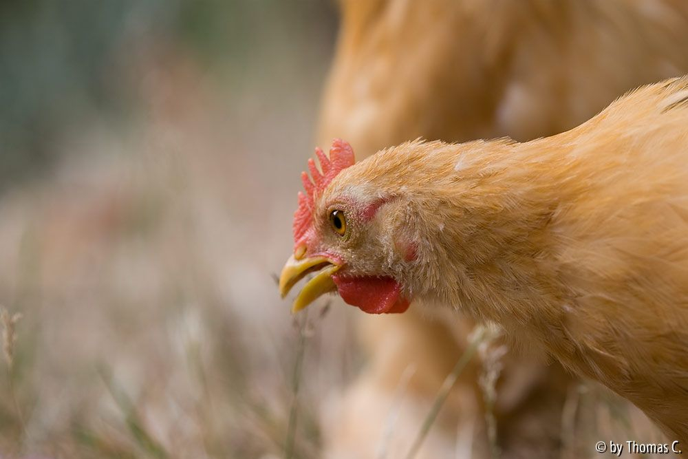 Hähnchen-Portrait
