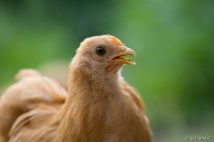 Hühnchen-Portrait