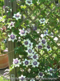 Clematis.jpg