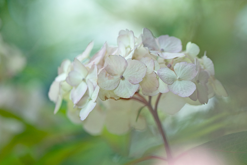 Hydrangea serrata ´Preziosa´