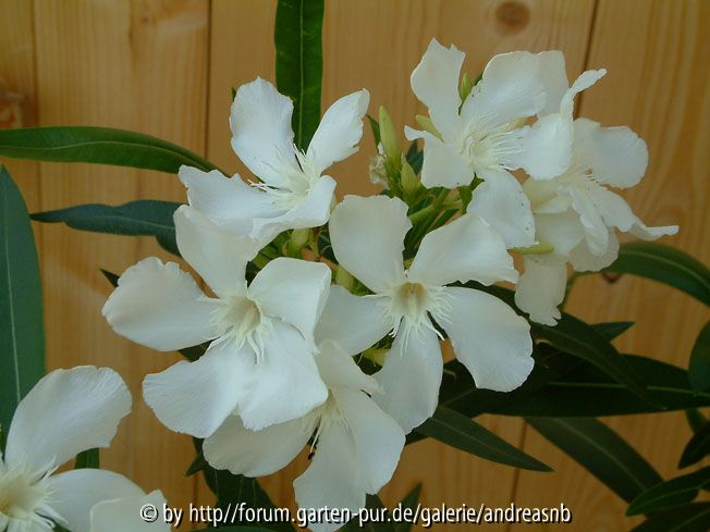 Oleander-weiss
