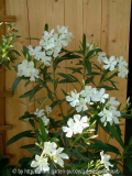 Oleander-weiss-1