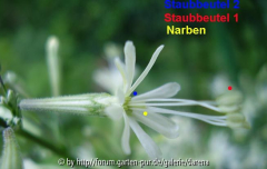 Silene tamaranae - Blütendetails