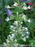Silene tamaranae - Blütenstand