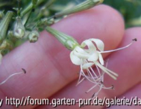 Silene Tamaranae - Tag3