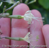 Silene tamaranae - oben Tag 3, darunter Tag1