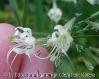 Silene tamaranae - Tag2