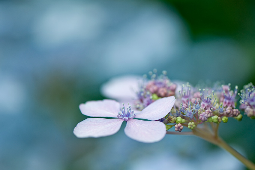 ´Blue Bird´  in rosa