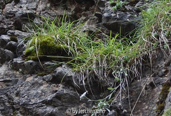 Edelweiß (Leontopodium alpinum)