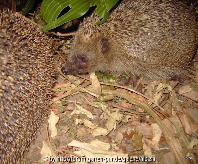 Igel 2010 Begegnung