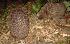 Igel 2010 Annäherung