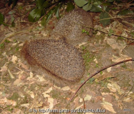 Igel 2010 Igelei