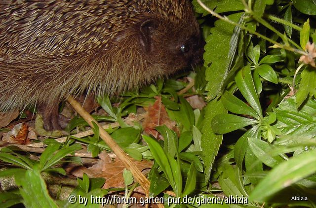Igel 2010 Wo gehts hierhin?