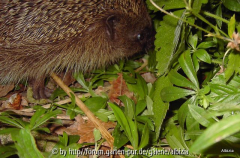 Igel 2010 Wo gehts hierhin?