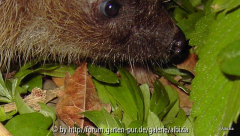 Igel 2010 Schnurrbart