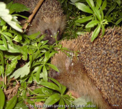 Igel 2010 Waldmeister-Treff